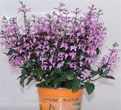 مونا لاوندر / عشقه سوئدی